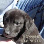 Adoptable Georgia Dogs for May 13, 2014