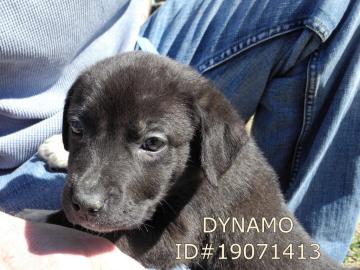 Dynamo