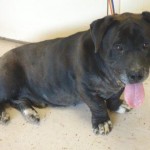Adoptable Georgia Dogs for May 19, 2014 – Smokey and the Bandit Edition