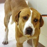 Adoptable Georgia Dogs for April 30, 2014