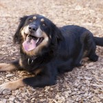 Adoptable Georgia Dogs for May 12, 2014