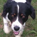 Adoptable Georgia Dogs for May 28, 2014