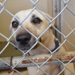 Adoptable Georgia Dogs for May 29, 2014