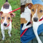 Adoptable Georgia Dogs for May 20, 2014