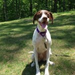 Adoptable Georgia Dogs for May 6, 2014