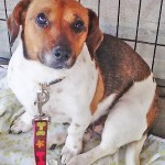 Adoptable Georgia Dogs for May 9, 2014