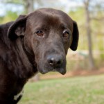 Adoptable Georgia Dogs for May 1, 2014