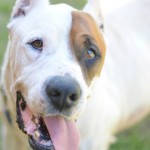 Adoptable Georgia Dogs for May 7, 2014