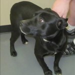 Adoptable Georgia Dogs for May 27, 2014