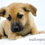 Adoptable Georgia Dogs for May 15, 2014
