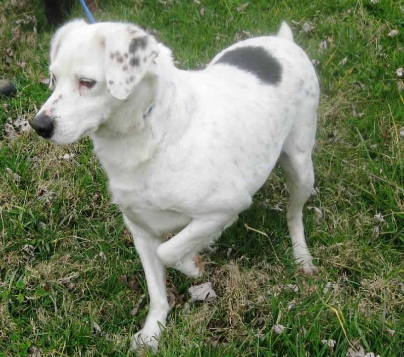 Pongo2