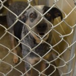 Adoptable Georgia Dogs for May 30, 2014
