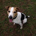 Adoptable Georgia Dogs for May 21, 2014