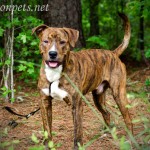 Adoptable Georgia Dogs for May 2, 2014