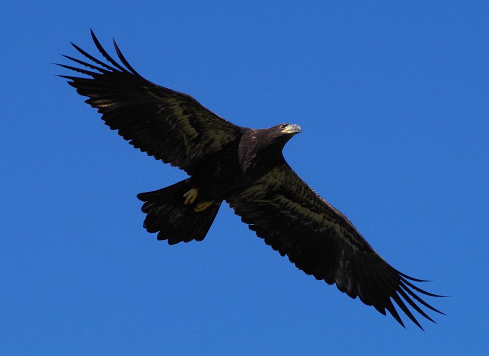 Bill Cameron Fledgling Bald Eagle