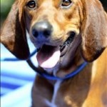 Adoptable Georgia Dogs for June 20, 2014