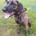 Adoptable Georgia Dogs for June 6, 2014
