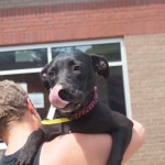Adoptable Georgia Dogs for June 18, 2014