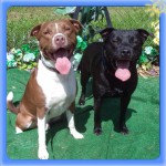 Adoptable Georgia Dogs for June 19, 2014