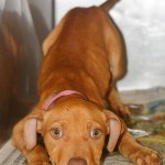 Adoptable Georgia Dogs for June 17, 2014