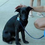 Adoptable Georgia Dogs for June 23, 2014