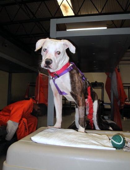 Miley Prisoner 2
