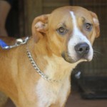Adoptable Georgia Dogs for June 24, 2014