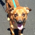 Adoptable Georgia Dogs for June 30, 2014