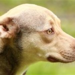 Adoptable Georgia Dogs for June 13, 2014