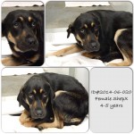Adoptable Georgia Dogs for June 9, 2014