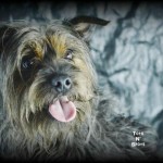 Adoptable Georgia Dogs for June 2, 2014