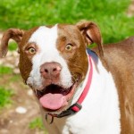Adoptable Georgia Dogs for June 11, 2014