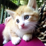 Adoptable Georgia Dogs and Cats for June 10, 2014