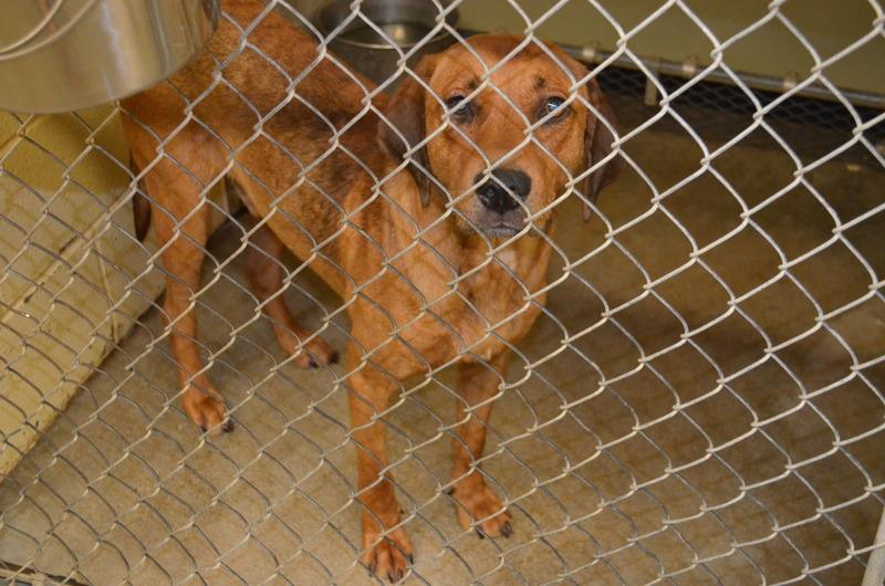 142080_WILKERSON_Male_Hound_-_friendly,_gentle,_easy_going_boy--he_has_thebest_ingredients_for_a_family_pet