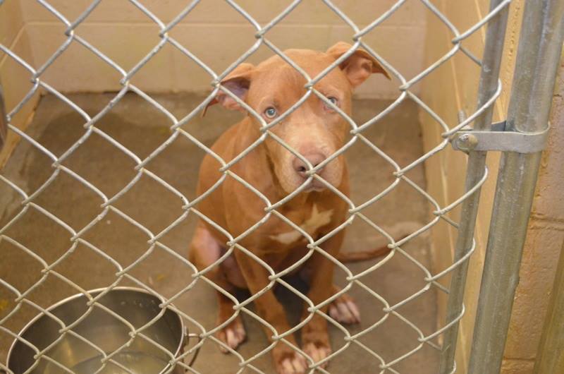 142101_UNO_Male_Pit_-_young_sweet_~_friendly_little_boy_~_responds_well_tovolunteers