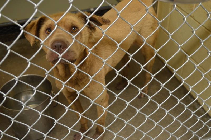 142118_DUKE_Male_Retriever_mix_-_gorgeous_dog--love_this_handsome,wonderful_boy!!!