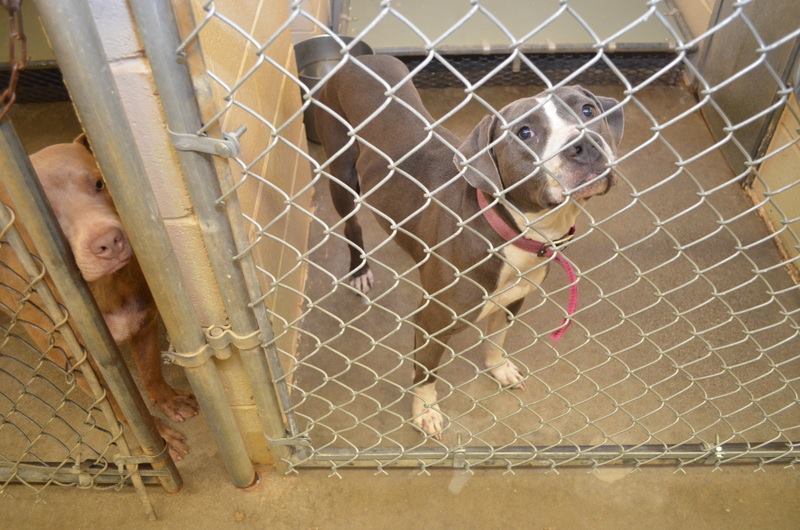 142123__PEG_Female_Pit_-_a_sweet_little_Pittie._That's_142101_UNO_doing_thephotobomb