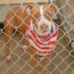 Adoptable Georgia Dogs for July 14, 2014