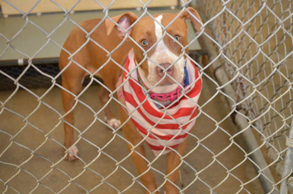 142293_SPANGLE_Female_Pit_-_came_in_wearing_the_flag_~_someone_must_havecared_once_~_sweet_girl