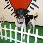 Adoptable Georgia Dogs for July 24, 2014