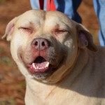 Adoptable Georgia Dogs for July 11, 2014