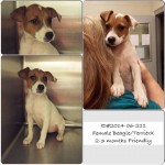 Adoptable Georgia Dogs for July 22, 2014