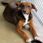 Adoptable Georgia Dogs for July 25, 2014