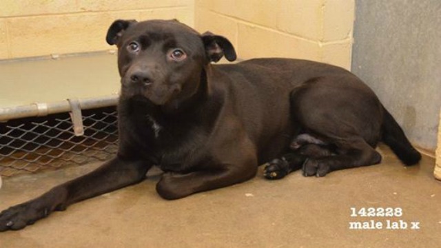 Clayton Dog Killed