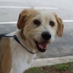 Adoptable Georgia Dogs for July 21, 2014