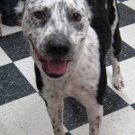 Adoptable Georgia Dogs for July 16, 2014