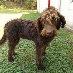 Adoptable Georgia Dogs for July 30, 2014