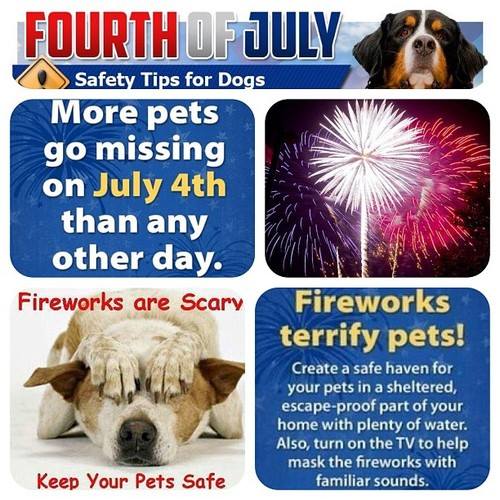 Fourth July Dogs
