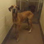 Adoptable Georgia Dogs for July 9, 2014