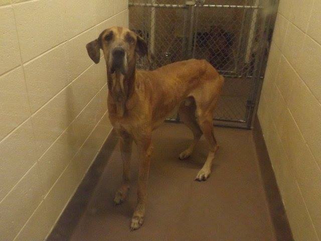 Gwinnett Great Dane